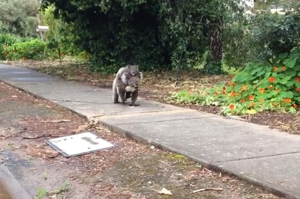 Koala takes 'morning stroll'