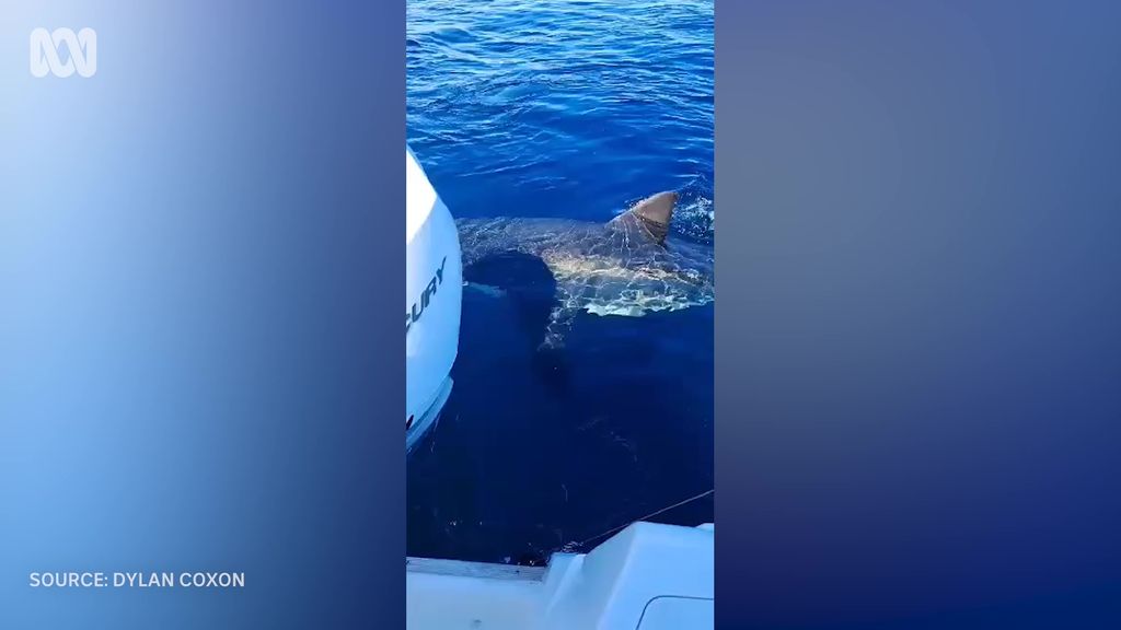 Great white shark spotted circling fishing boat off coast near