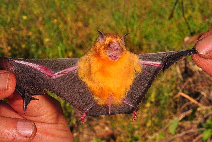A small bat is held with two hands with its wings spread apart.