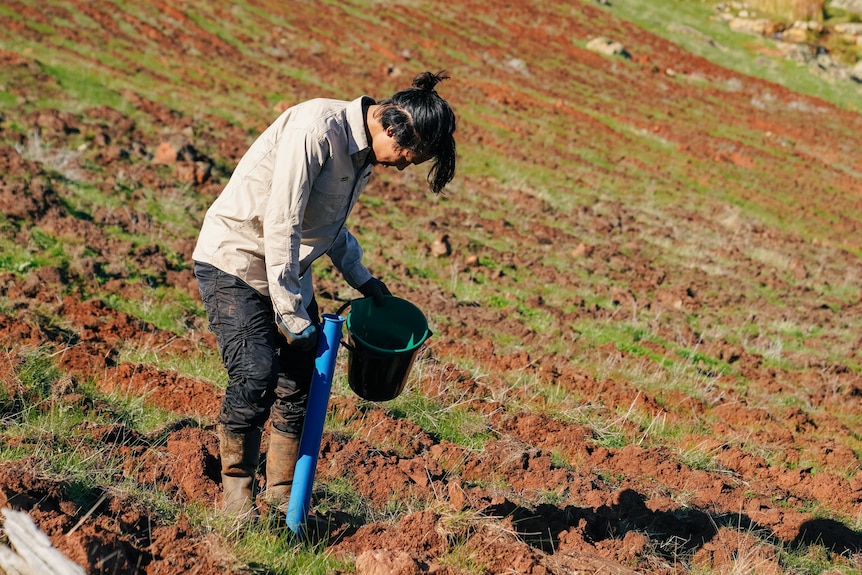 man plants native tree seeding in paddock