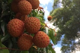 Lychees growing on a tree