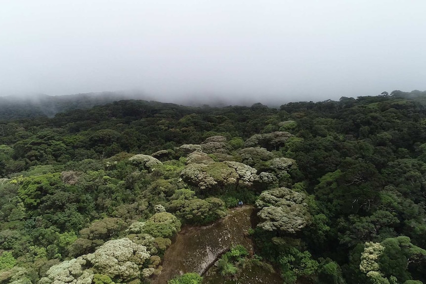 A landscape view of mist settled into lush forest