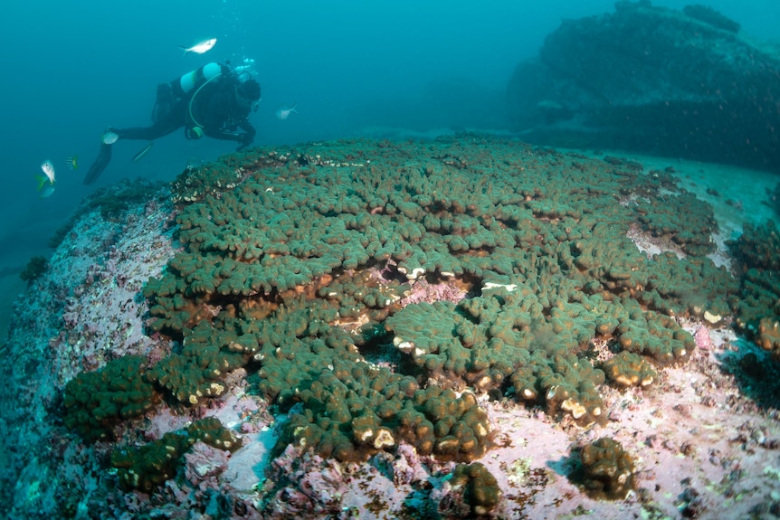 Young coral clusters forming on a rock under water off Sydney