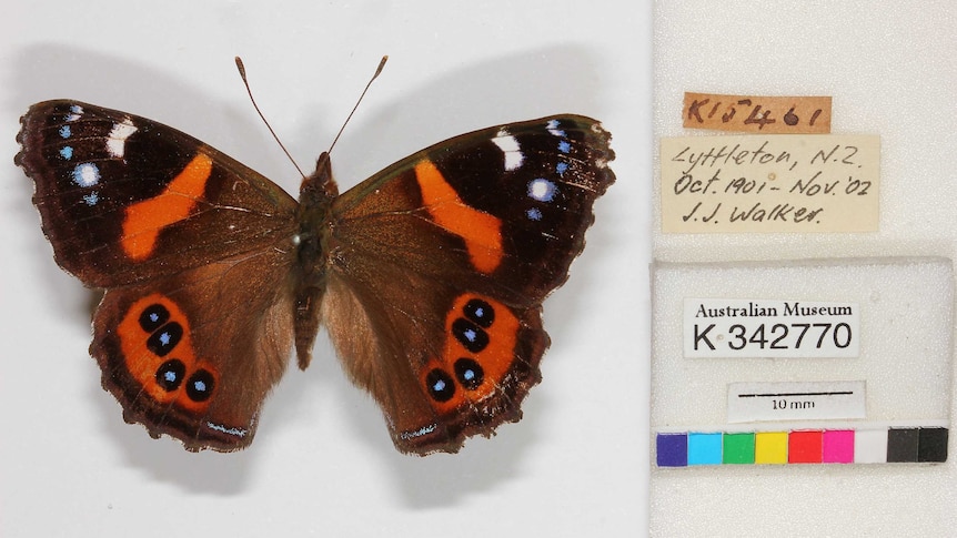An image of a butterfly specimen from the Australian Museum