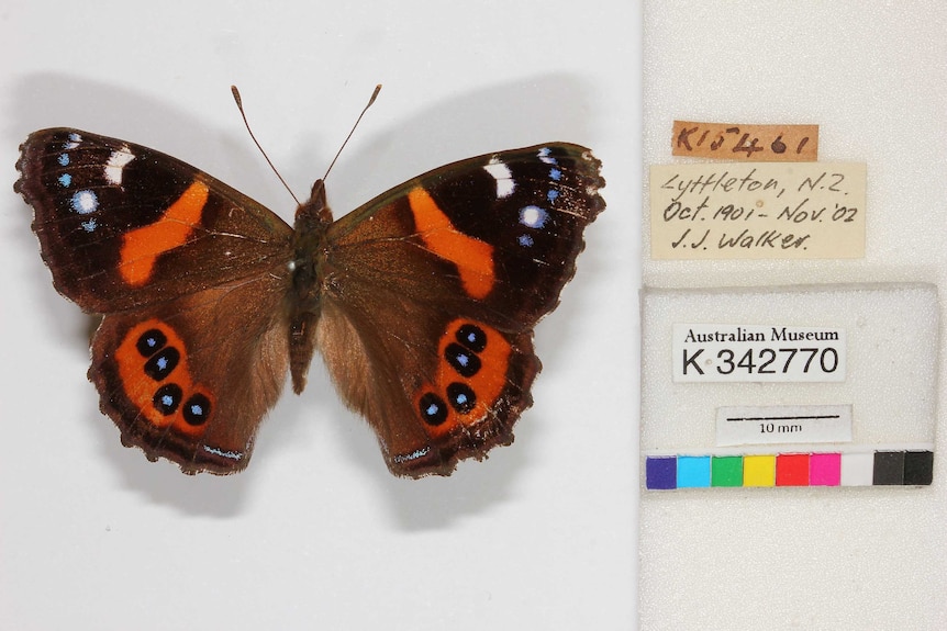 An image of a butterfly specimen from the Australian Museum