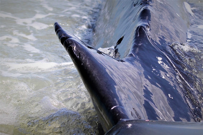 A head-on-close up of the dorsal fin of a humpback whale. Murky brackish water.