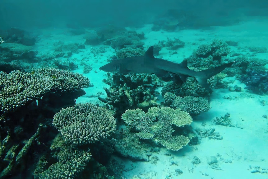 A small shark swims by a coral outcrop protruding from the ocean floor.