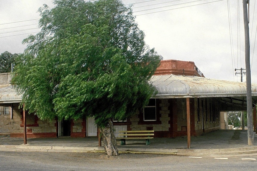 Old peppercorn tree growns outside country pub on street