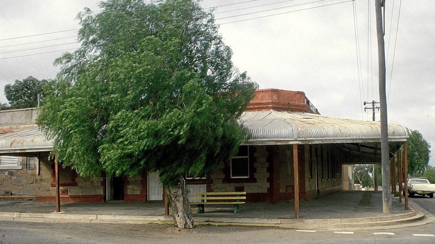 Old peppercorn tree grows outside country pub on street