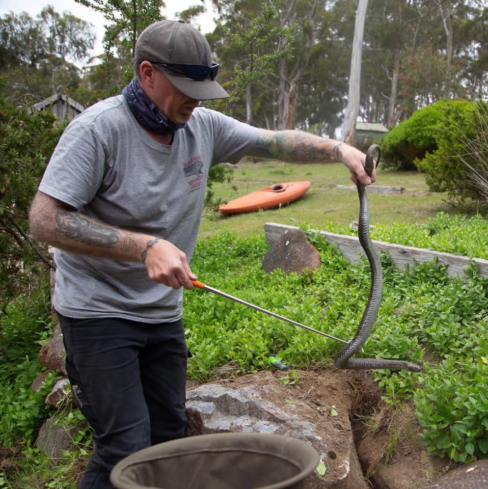 Tasmanian news Snake season is here, man hunting rabbits arrested