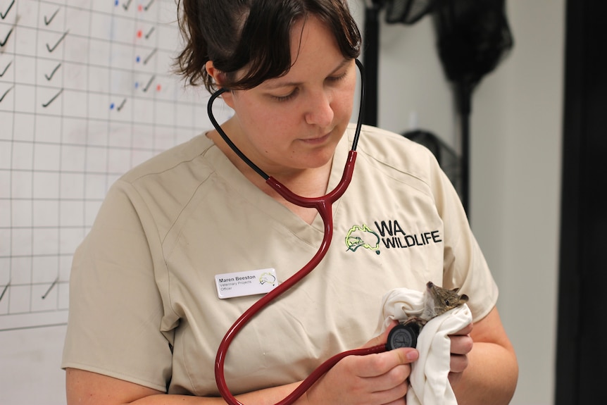 A vet wearing a stethoscope examines a small marsupial that she cradles in a towel.