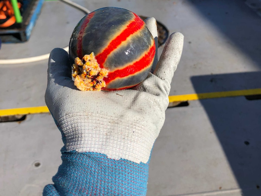 A gloved hand holding a blue and red striped sea cucumber on the deck of a boat