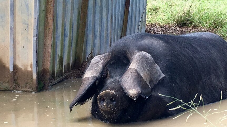 A rare large black pig wallowing in some muddy water.