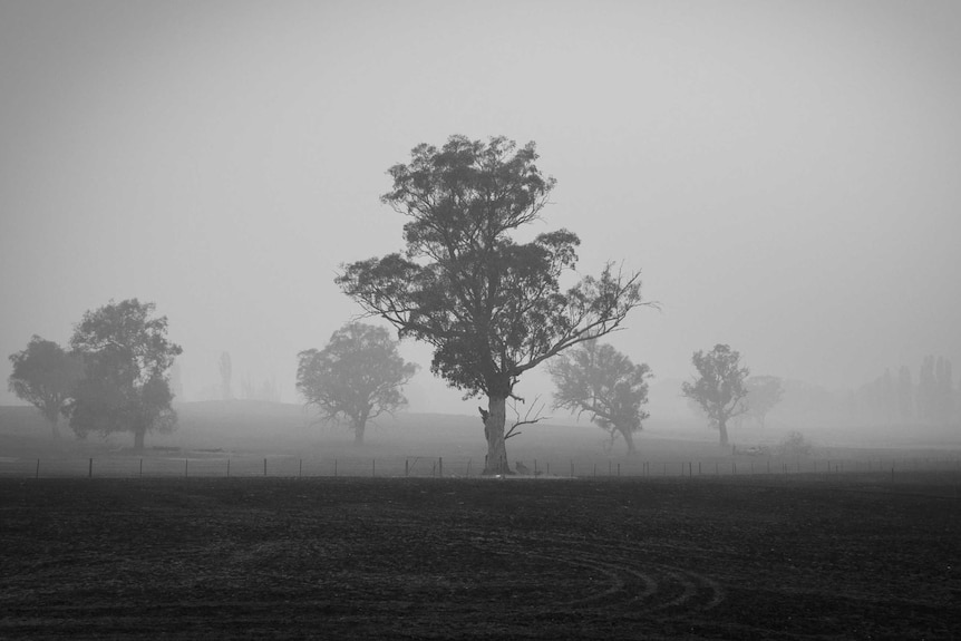 Burnt out paddocks, with blackened burnt trees, thick smoke haze.