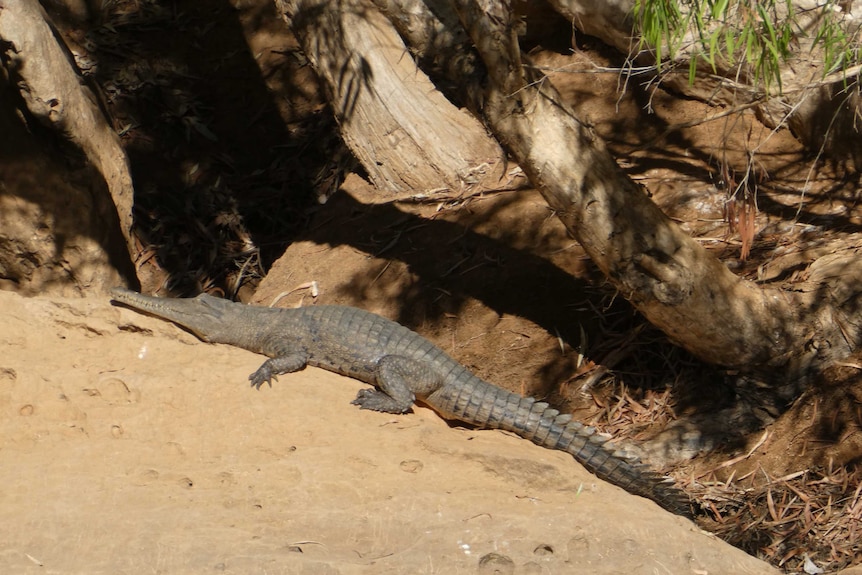 The population of freshwater crocodiles are on the decline at Windjana Gorge in the Kimberley.