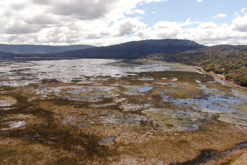 An aerial view of a lagoon, with large patches of reeds 