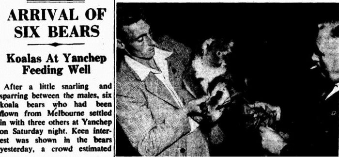 A report in The West Australian on the delivery of six 'bears' in April 1951