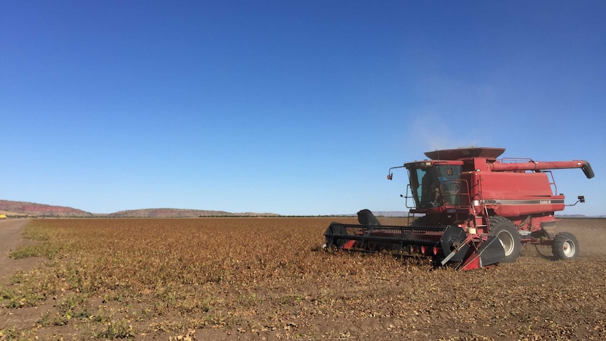 Tractor harvesting a crop of mung beans in the Ord Valley