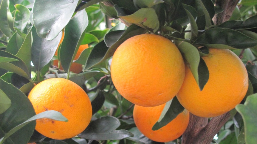 Oranges on a backyard tree