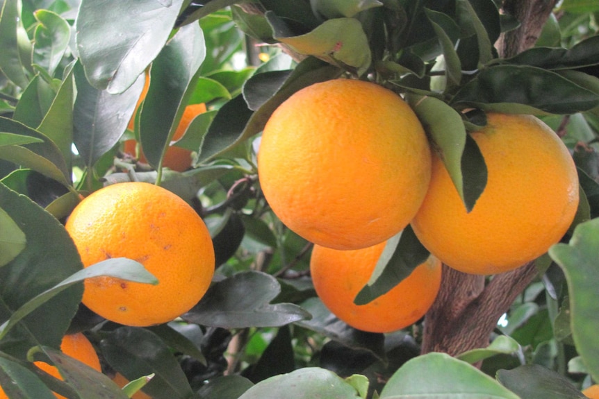 Oranges on a backyard tree