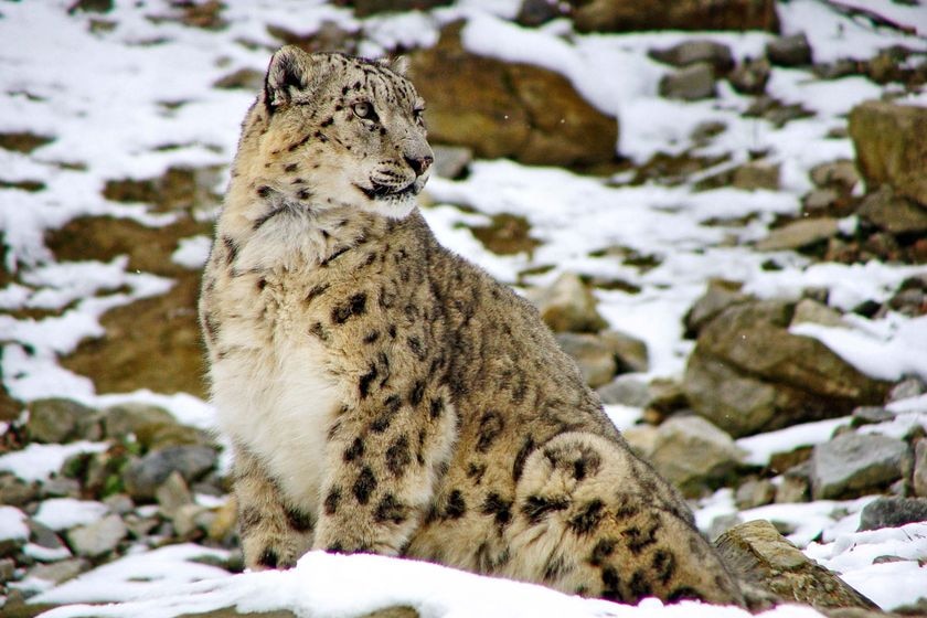 A snow leopard sits in the snow