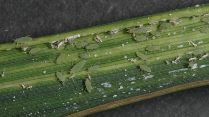 SACH Russian wheat aphid