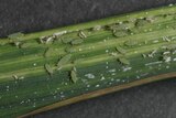 SACH Russian wheat aphid