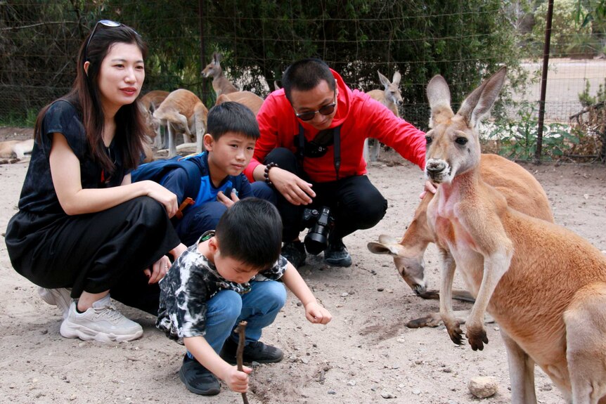 A man and womnan and two boys squat next to some kangaroos with their hands out.