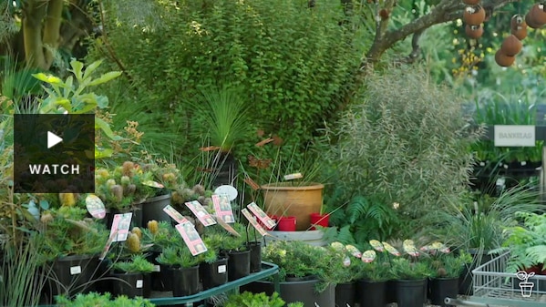 A native plant nursery. Has Video.