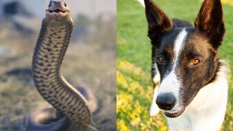 A composite image of an eastern brown snake on left, and Billie on right.