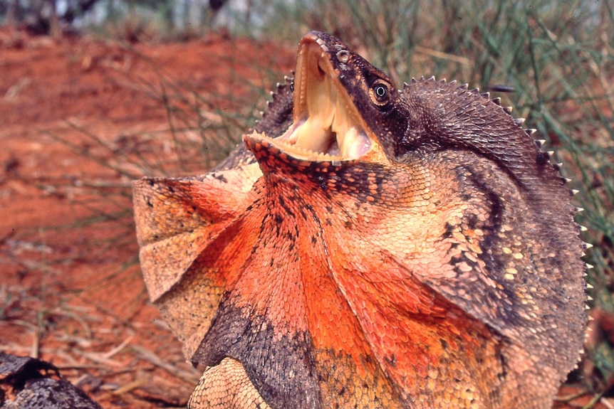 A Frilled-neck lizard with its mouth open