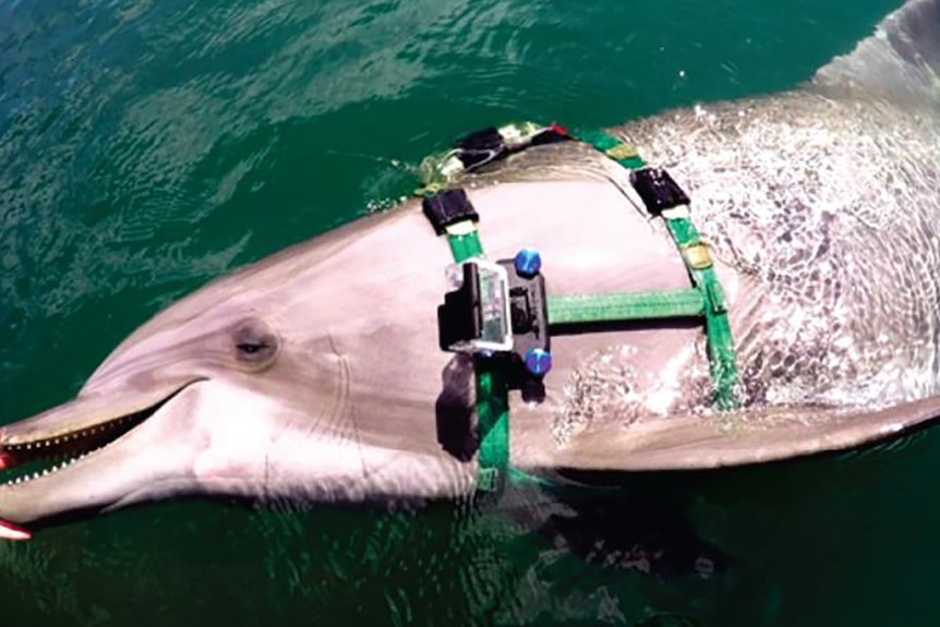 A dolphin with a camera strapped to it.