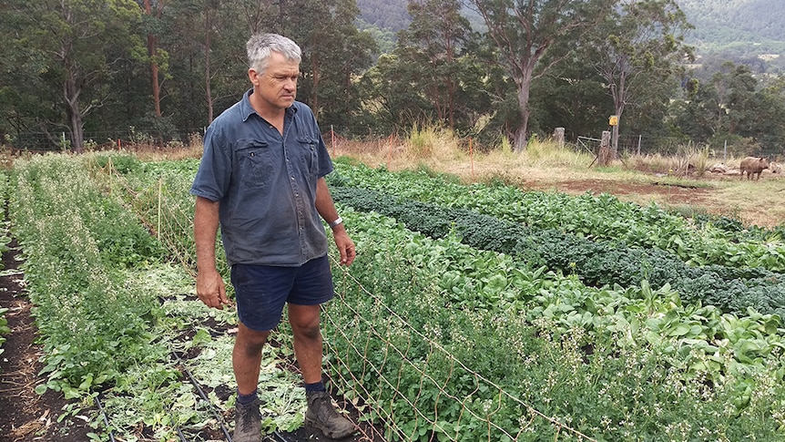 Vegetable farmer Rod Bruin from Tyalgum in northern New South Wales