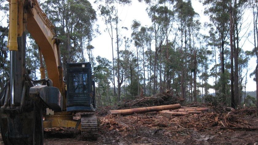 A logging operation in a forest.