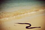A red-bellied black snake lies on dry sand at a Urunga beach.