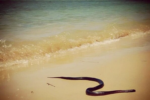 A red bellied black snake lies on dry sand at a Urunga beach