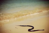 A red-bellied black snake lies on dry sand at a Urunga beach.