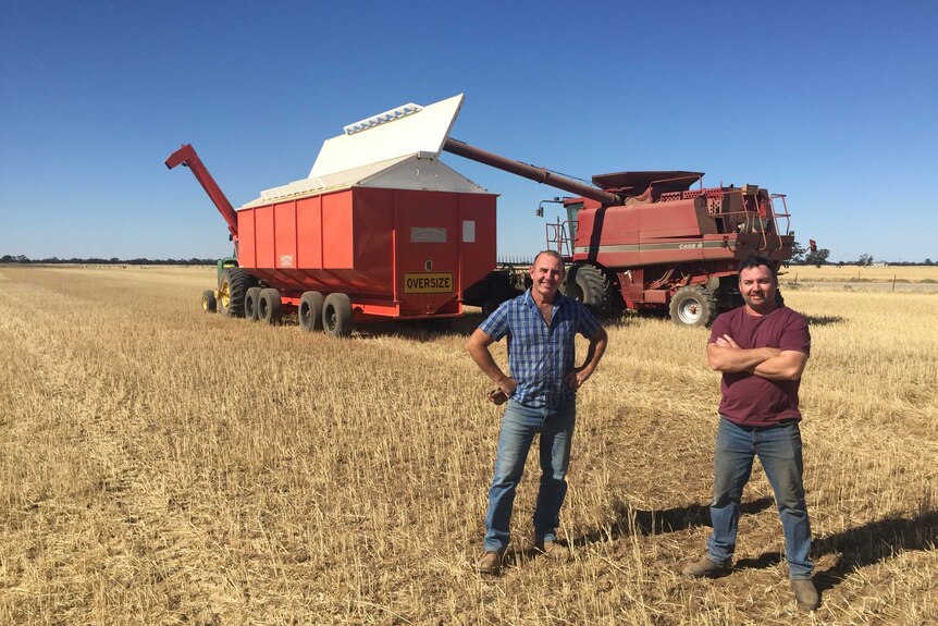 Leon Hogan, and his brother Chris, stand in a failed wheat crop at his Wimmera property