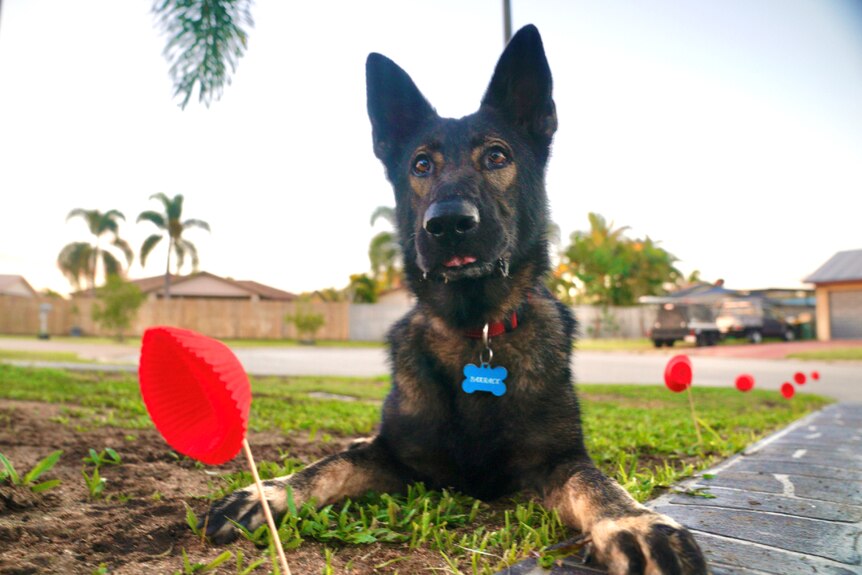 A large, black German shepherd type dog staring just past the camera. There are red patty cake papers resembling poppies nearby.