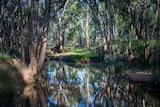The Doongmabulla Springs is an artesian springs complex in central north Queensland