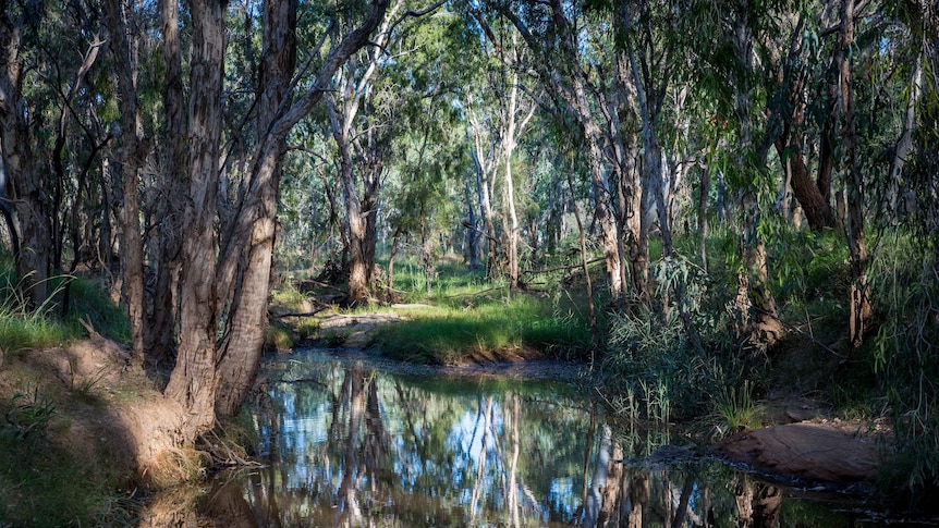 Water and trees at Doongmabulla Springs, an artesian springs complex in central north Queensland.