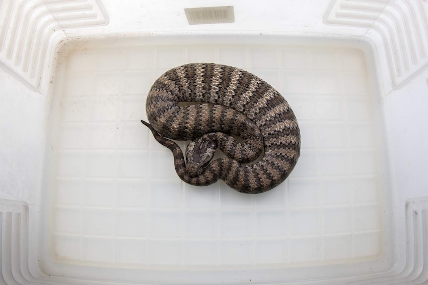 A death adder snake inside a plastic box