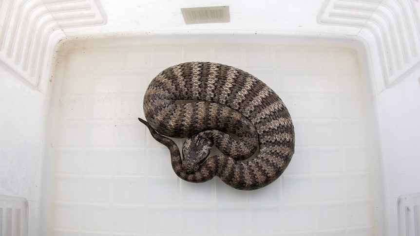 A death adder snake inside a plastic box