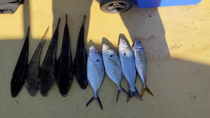 Photo of a nice feed of flathead from Botany Bay along with Silver Trevally and Tailor.