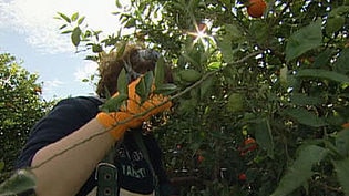 A woman picking citrus fruit.