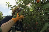 A woman picking citrus fruit.