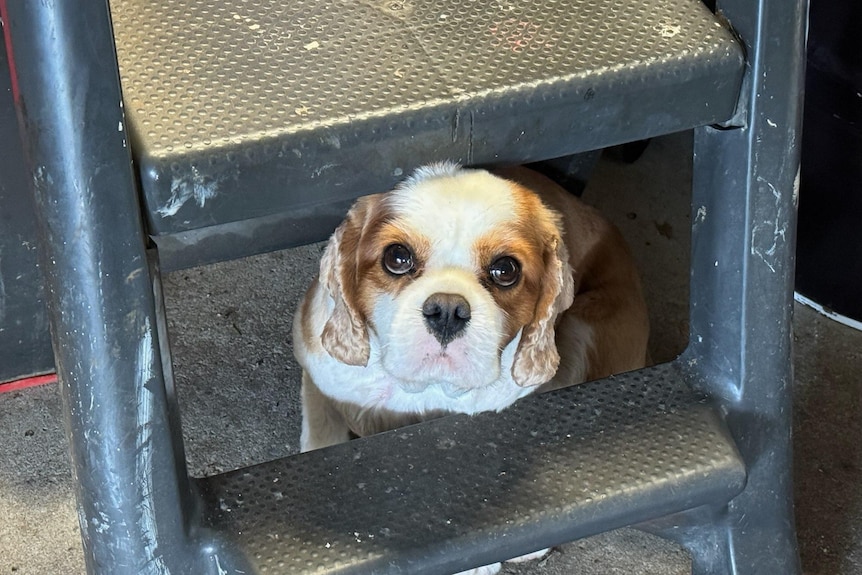 A small dog peers out from a step ladder in a shed