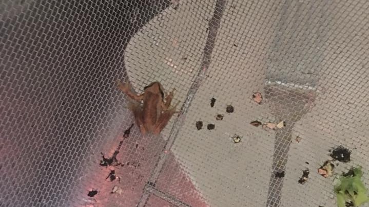 Frog found in Coles lettuce
