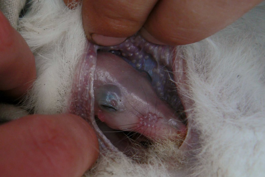 A baby bilby peeking out from a pouch.