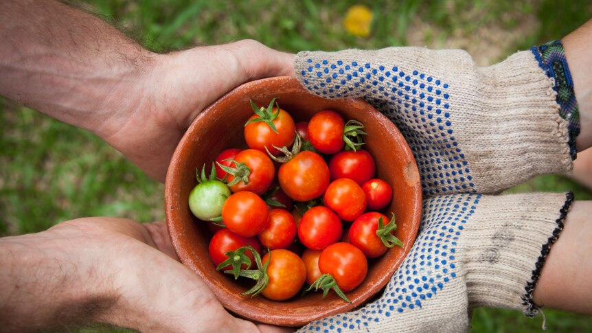 The hands of two people holding a bowl of red cherry tomatoes.